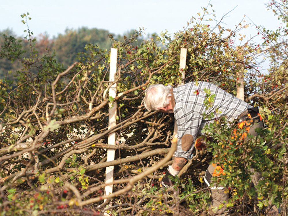 National Hedge Laying Society