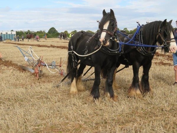 Bridgwater & District Agricultural Society Ploughing Match
